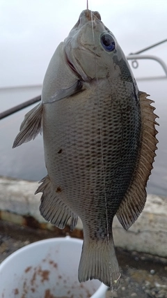 メジナの釣果