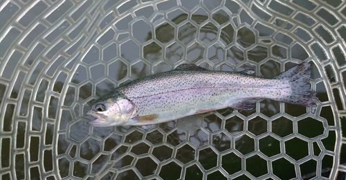 トラウトの釣果