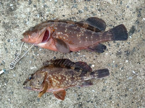キジハタの釣果