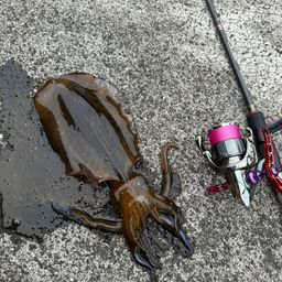 アオリイカ
