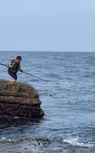 クチブトグレの釣果