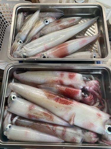 シロイカの釣果