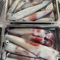 シロイカ