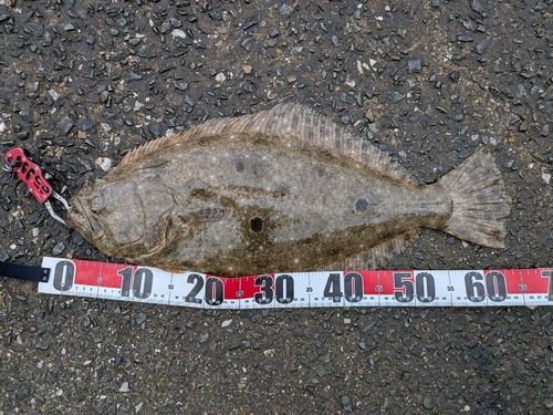ヒラメの釣果