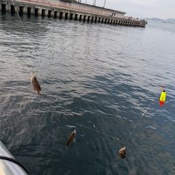 クロスズメダイ