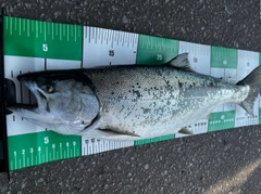 サクラマスの釣果