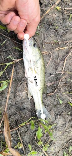 ブラックバスの釣果