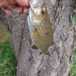 スモールマウスバス