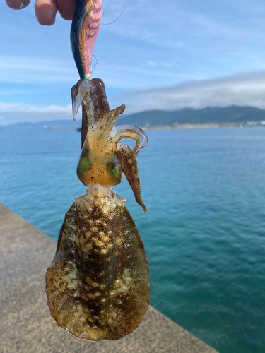 アオリイカの釣果