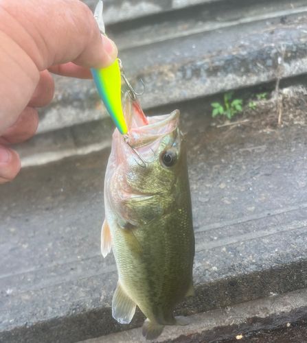 ブラックバスの釣果