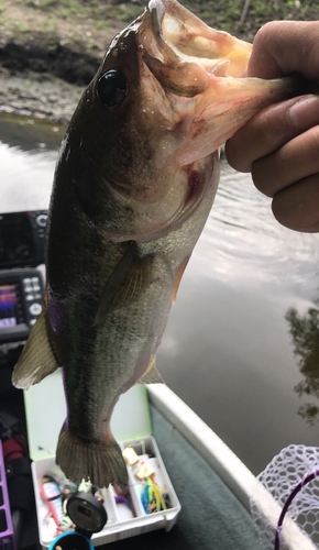 ラージマウスバスの釣果