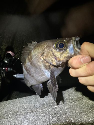 クロメバルの釣果