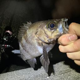 クロメバル