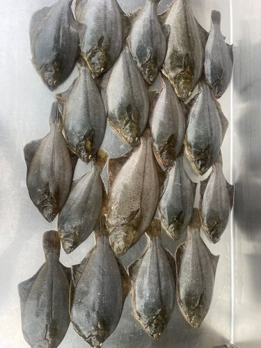 カレイの釣果