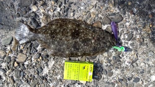 ソゲの釣果