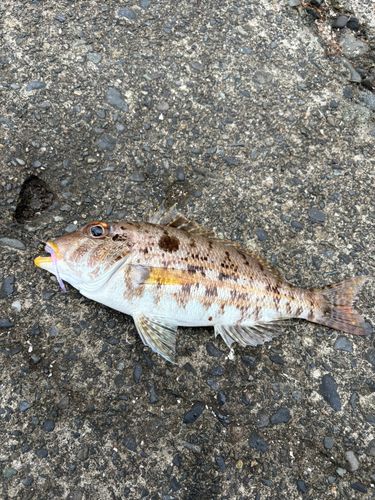 イトフエフキの釣果