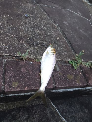 コノシロの釣果