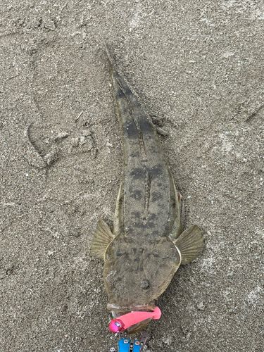 マゴチの釣果