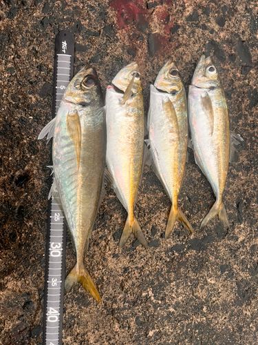 アジの釣果