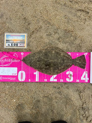 ヒラメの釣果