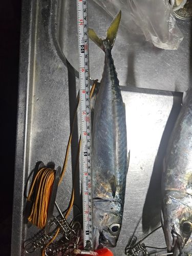サバの釣果