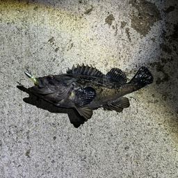 クロソイ