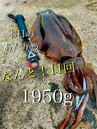 アオリイカの釣果