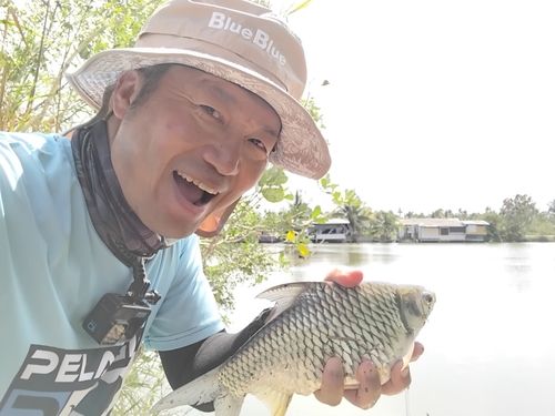 ティラピアの釣果