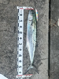 サゴシの釣果
