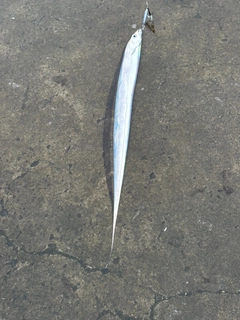 タチウオの釣果