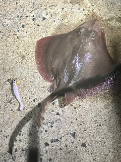 エイの釣果