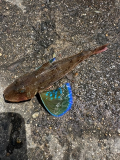 ホウボウの釣果