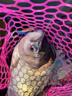 ヘラブナの釣果
