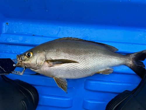 イサキの釣果