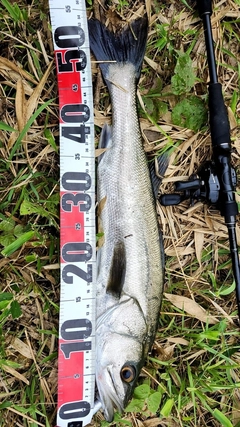 セイゴ（マルスズキ）の釣果