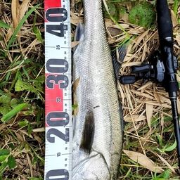 セイゴ（マルスズキ）