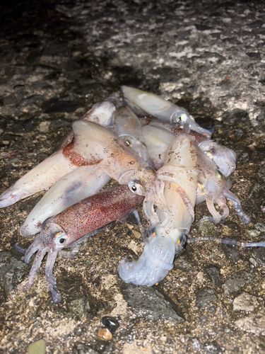マメイカの釣果
