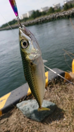サバの釣果
