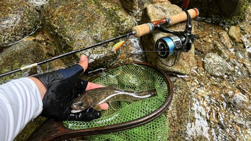 イワナの釣果