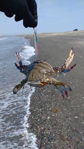 カニの釣果