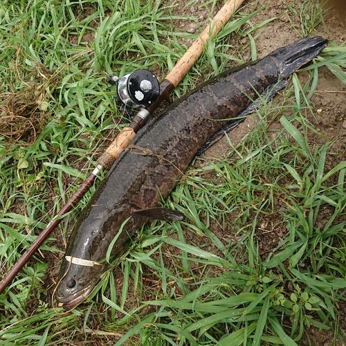 ライギョの釣果