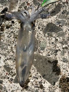 マメイカの釣果