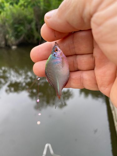 タナゴの釣果