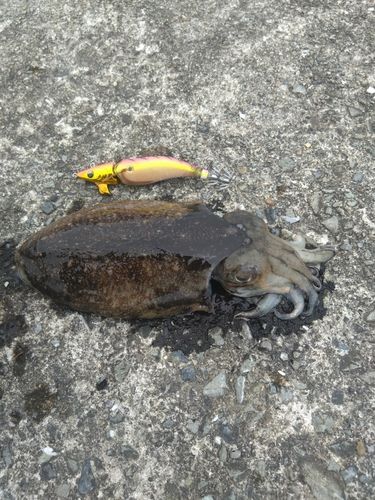 コウイカの釣果