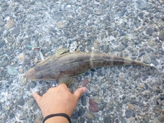 イネゴチの釣果