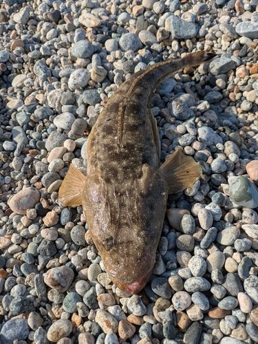 マゴチの釣果
