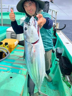 カツオの釣果