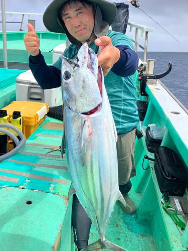 カツオの釣果