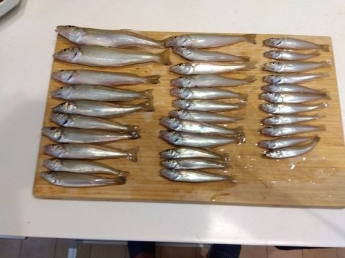 キスの釣果