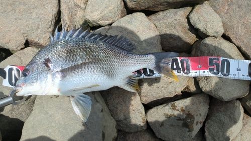 キチヌの釣果